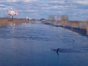 2016-04-15 затоплена дорога Тура-Ирбит. фото Замошского